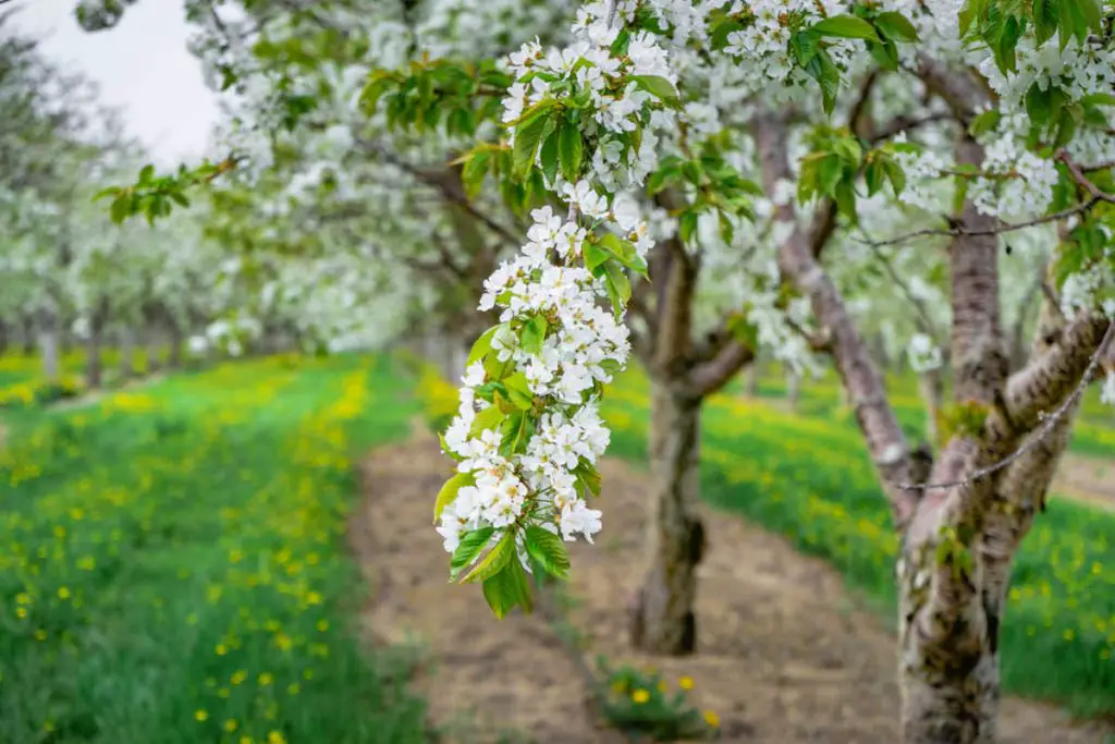 Traverse City Cherry Blossoms - Photo courtesy of Traverse City Tourism