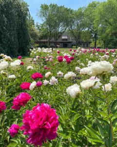 Butterfly Peony Garden in bloom at Fair Lane, the historic Henry Ford Estate, in Dearborn, Michigan, USA