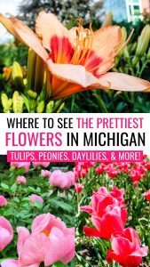 Collage of multi-color peach-and-red daylily, pink peonies, and pink tulips with text overlay stating "where to see the prettiest flowers in Michigan" and "tulips, peonies daylilies, and more!"