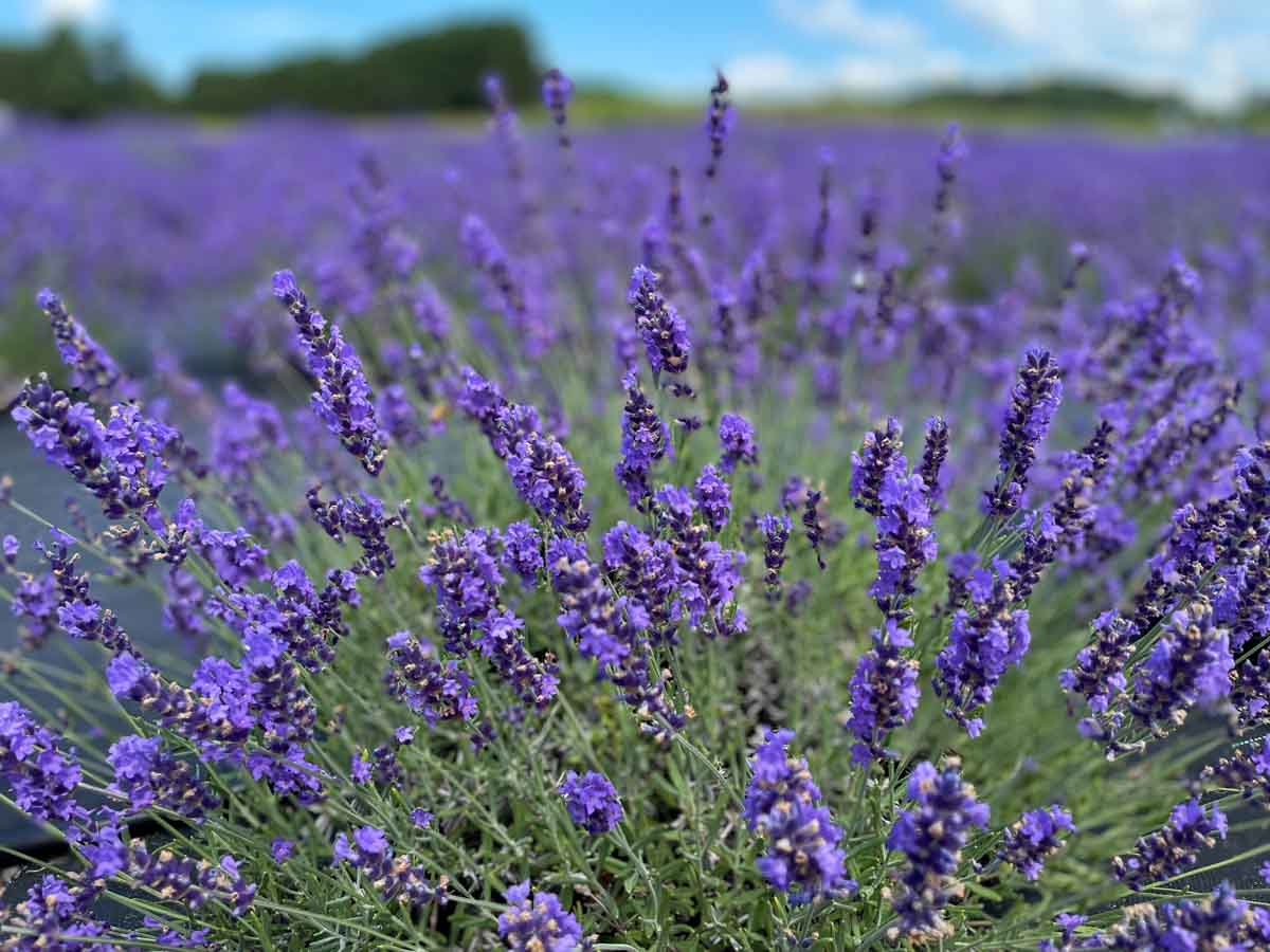 Closeup shot of lavender in peak bloom