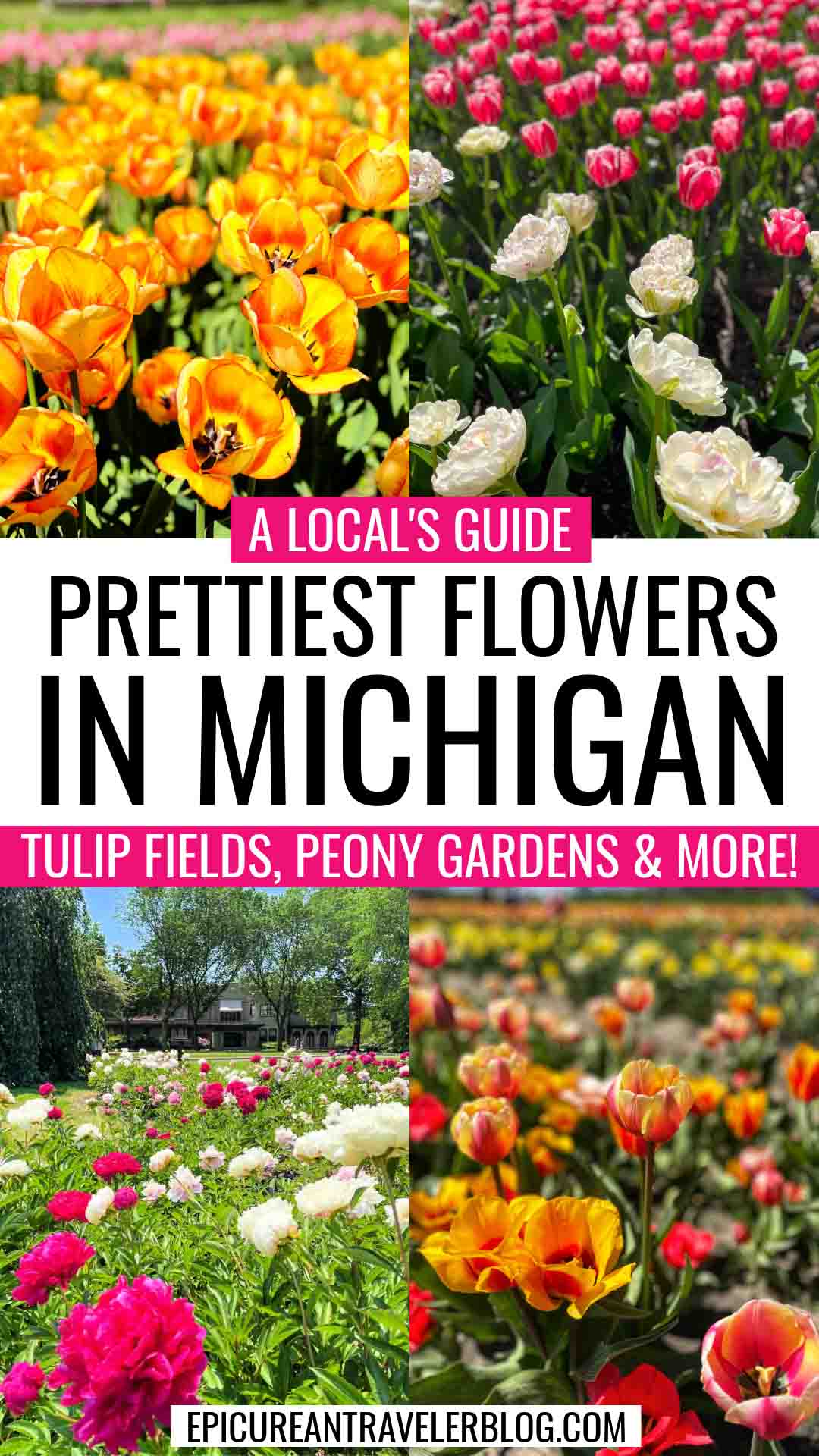 Prettiest flowers in Michigan images of tulip fields and peony garden