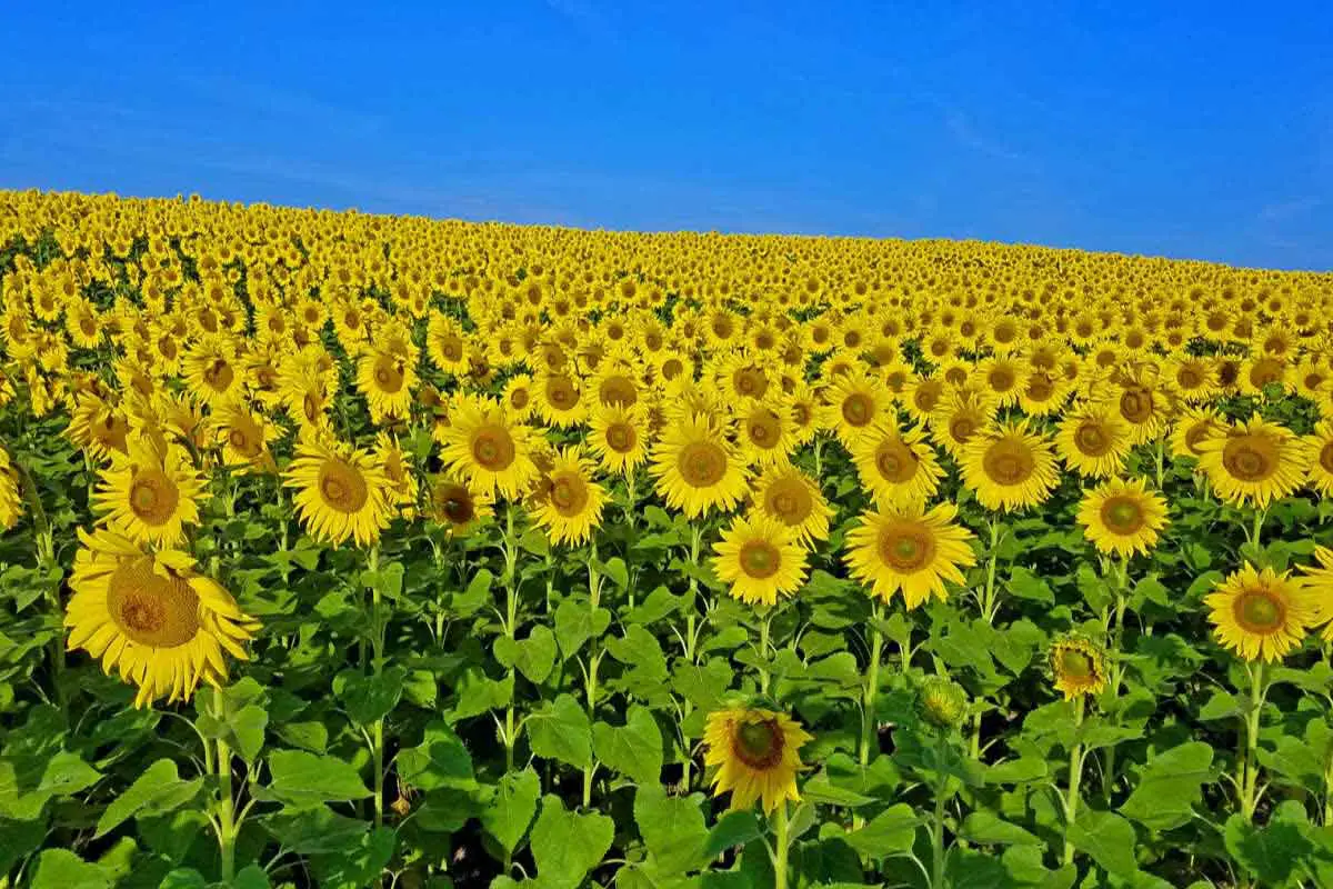 Whitmore Lake sunflower field (Photo by Aaron Cruz)