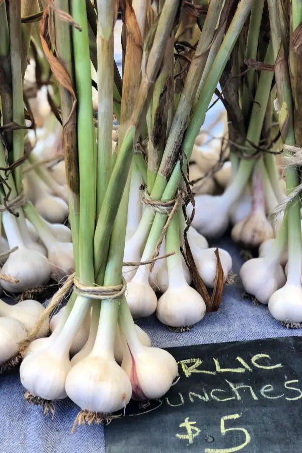 Garlic bunches for sale at Bloomington Community Farmers' Market