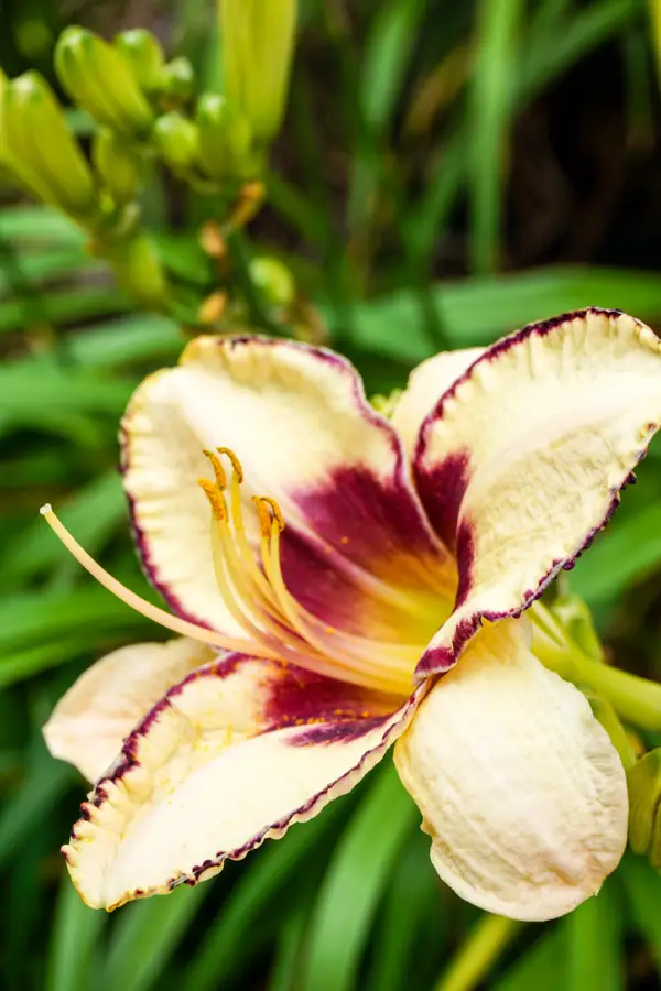 Daylily in Oliver Winery's garden