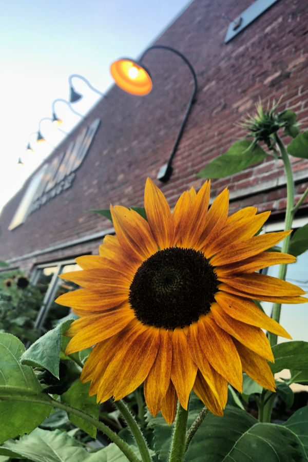 Sunflower outside Upland Brewing Co in Bloomington, Indiana