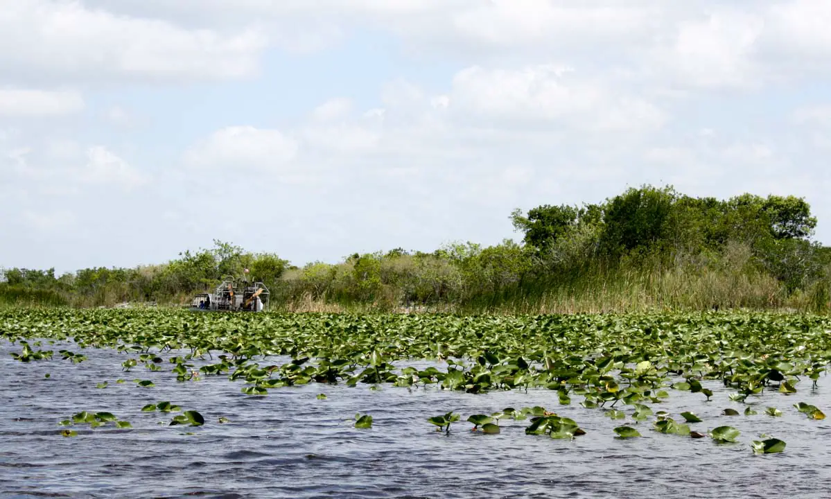 Airboat glides through the Everglades in Florida