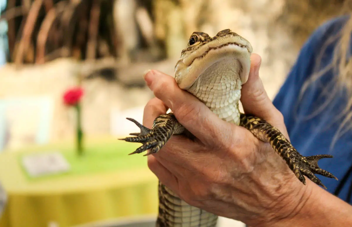 Baby gator at Museum of Discovery and Science in Fort Lauderdale, Florida