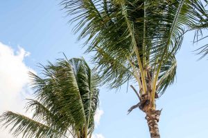 Palm trees wave in the breeze at Shooters Waterfront in Fort Lauderdale, Florida