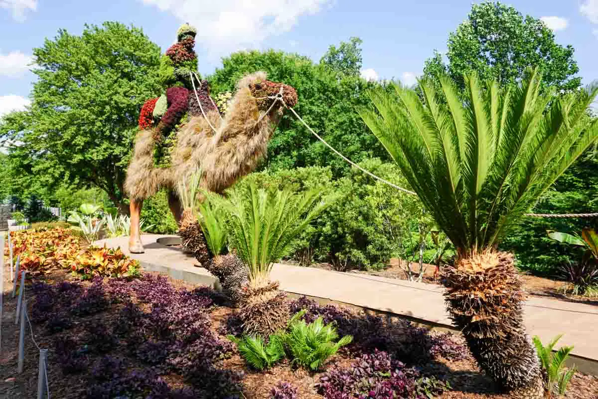 Camel with rider living sculpture at Atlanta Botanical Garden