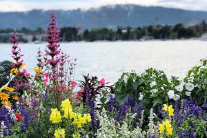 Colorful flowers in front of a lakefront in Zurich, Switzerland