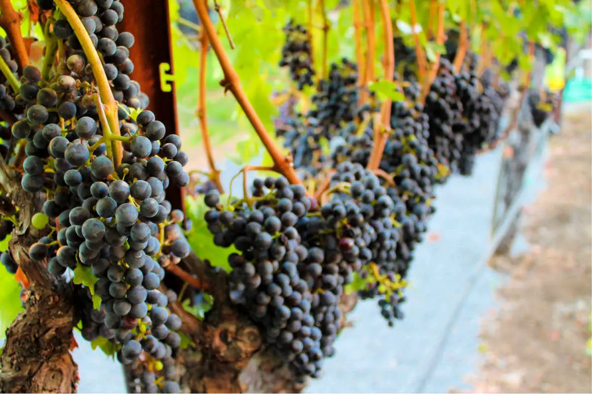 Concord Grapes On Vine