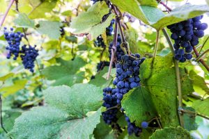 Norton grapes on the vine at Stone Hill Winery