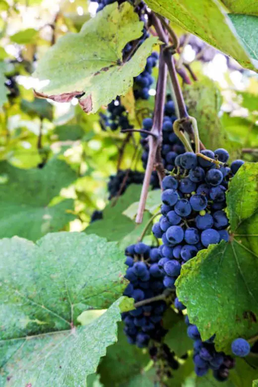 Norton grapes on the vine at Stone Hill Winery