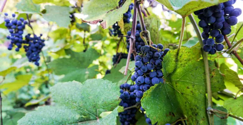 Norton grapes on the vine at Stone Hill Winery