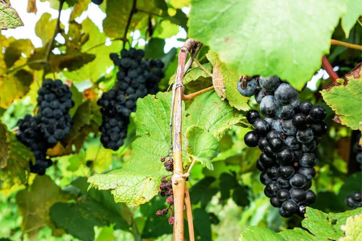 Norton grapes on the vine at St. James Winery in Missouri