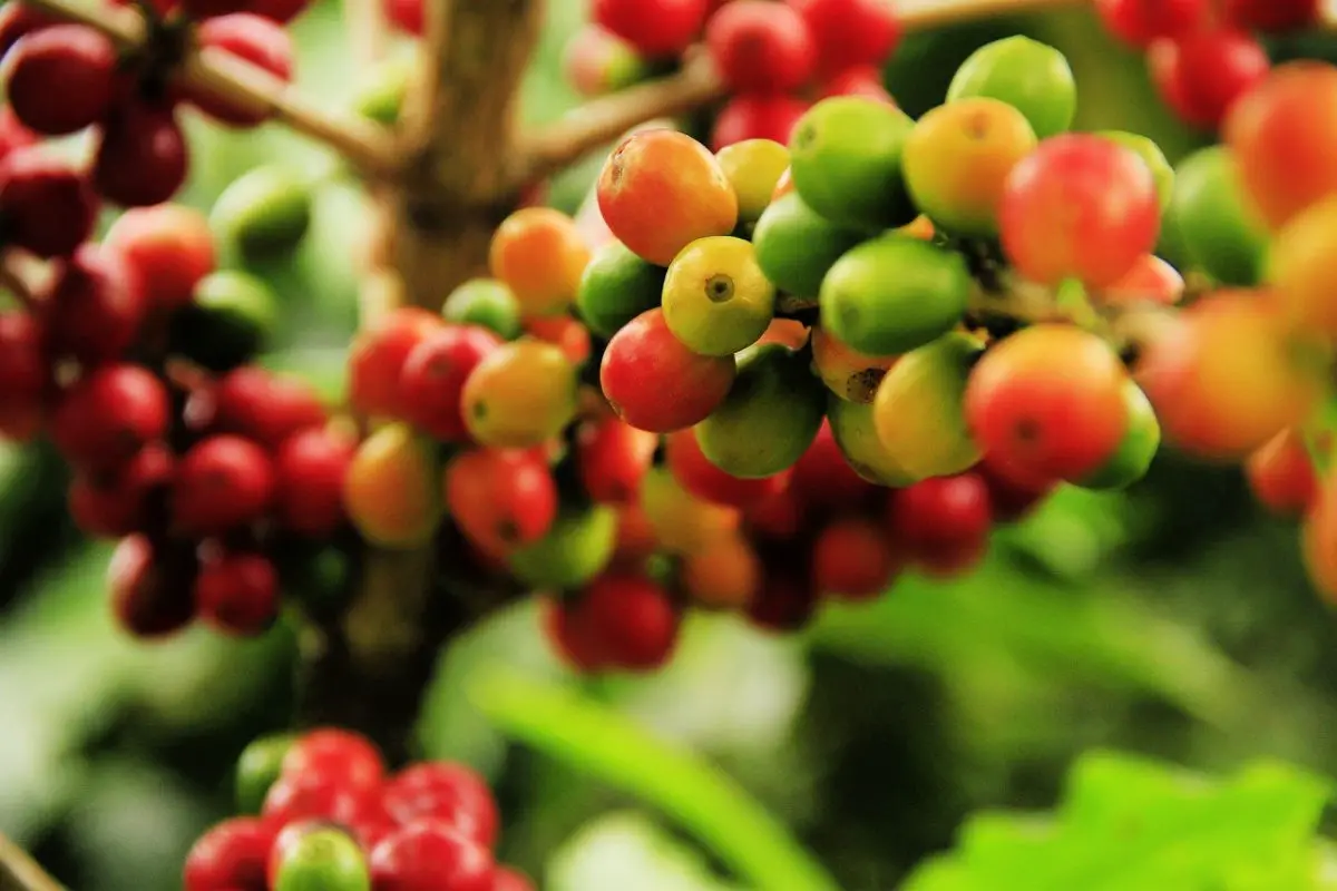 Coffee Berries