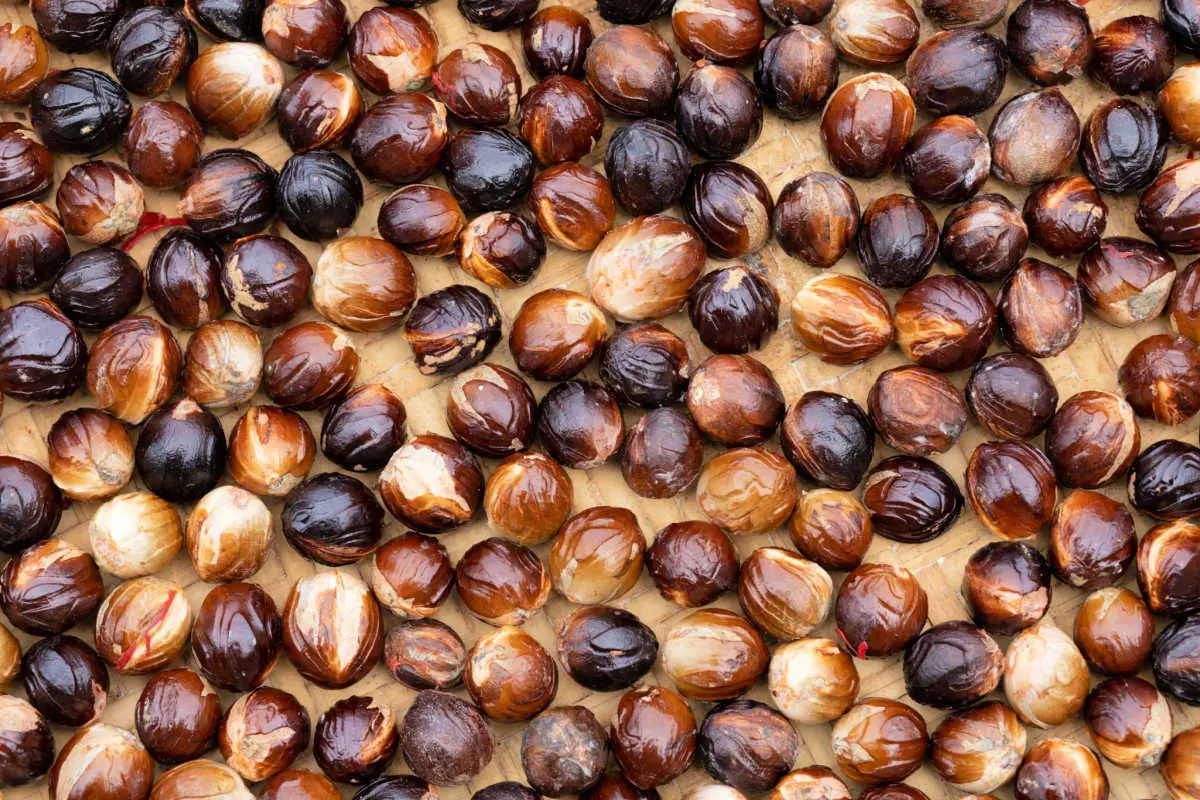 Fresh nutmeg drying