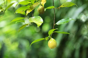 Fresh wild nutmeg hanging from tree