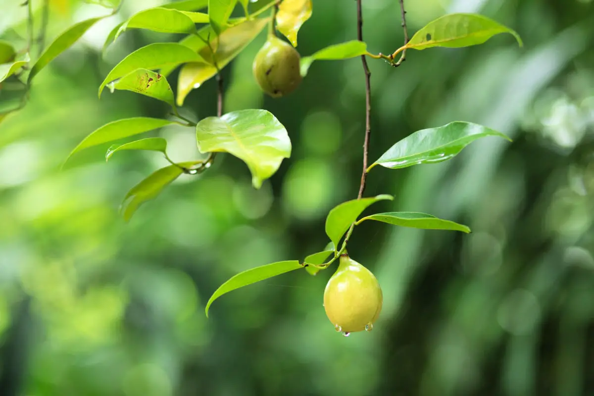 Fresh wild nutmeg hanging from tree