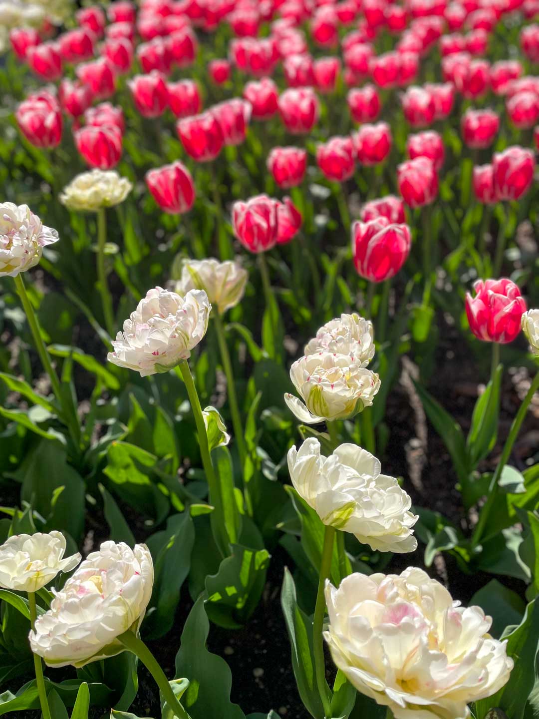 Tulips along 8th Street in downtown Holland, Michigan