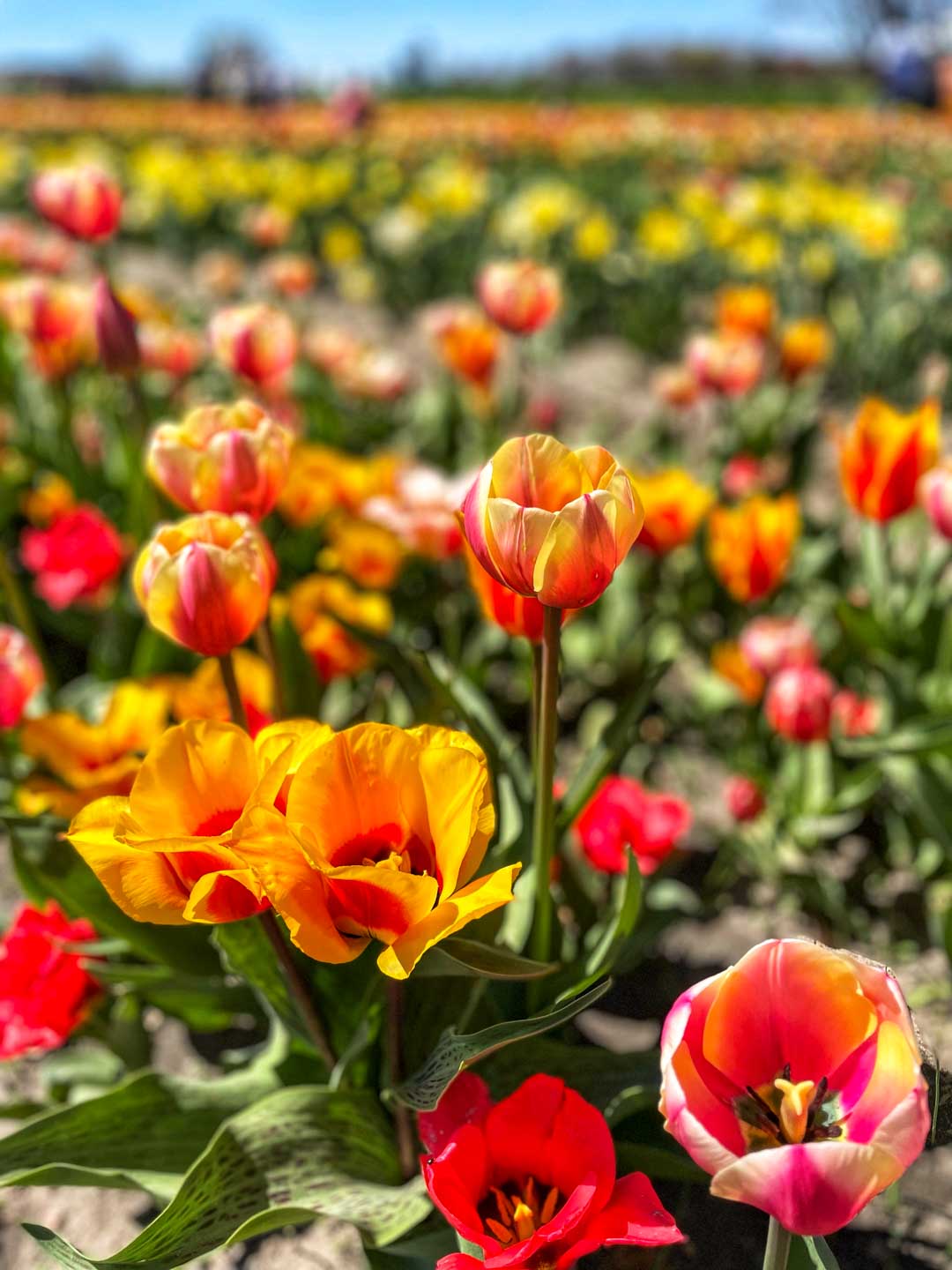 Tulips in the flower field at Veldeers Tulip Gardens, a tulip farm that plants 6 million tulips near Holland, Michigan