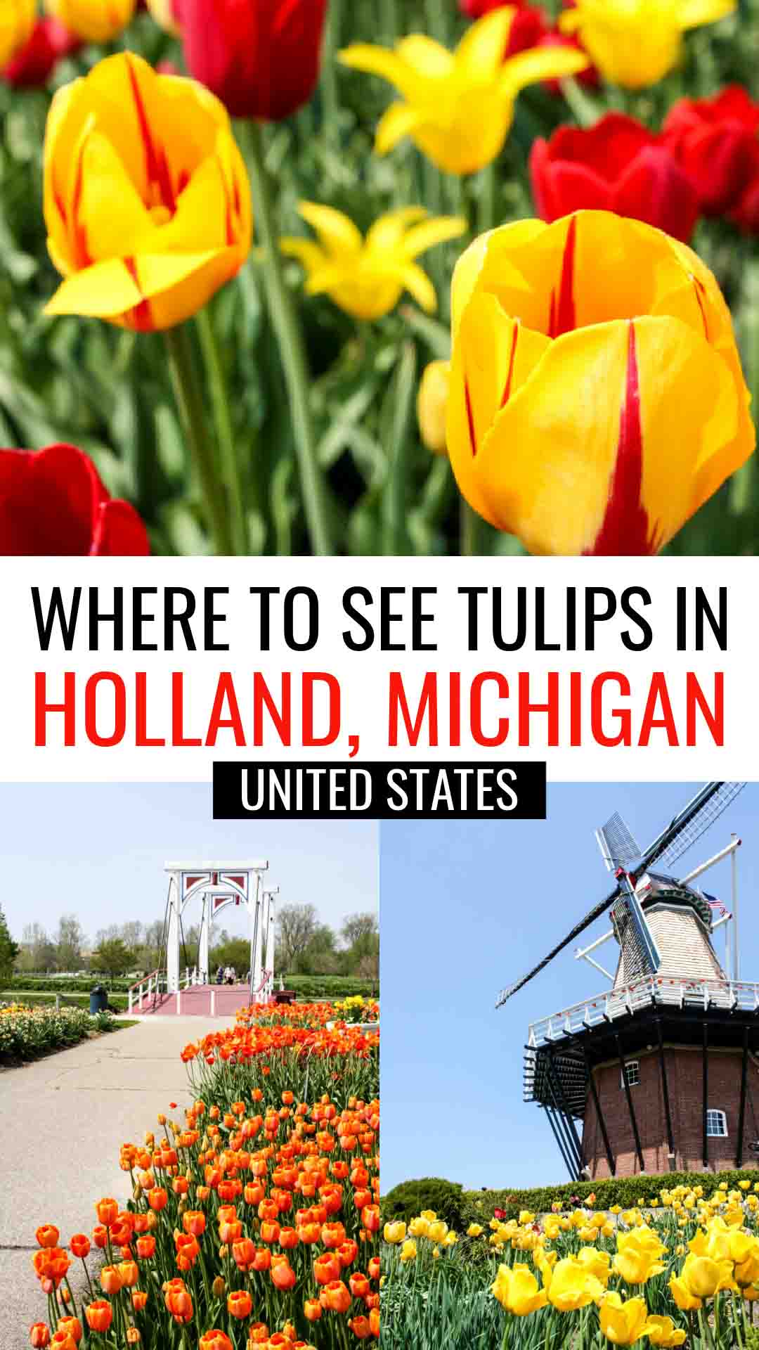 Where to see tulips in Holland, Michigan, United States