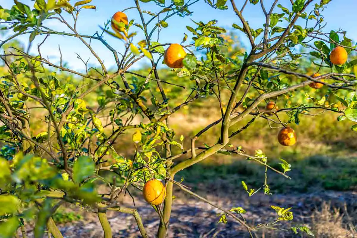 Closeup of a local farm with rows of orange trees in a citrus grove in Southwest Florida with hanging fruit on branch