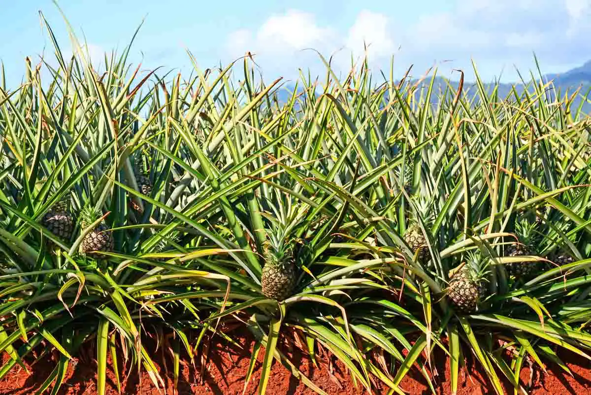 Young pineapples growing in the field at the Dole Plantation on Oahu in Hawaii