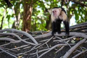 Capuchin monkey in Costa Rica