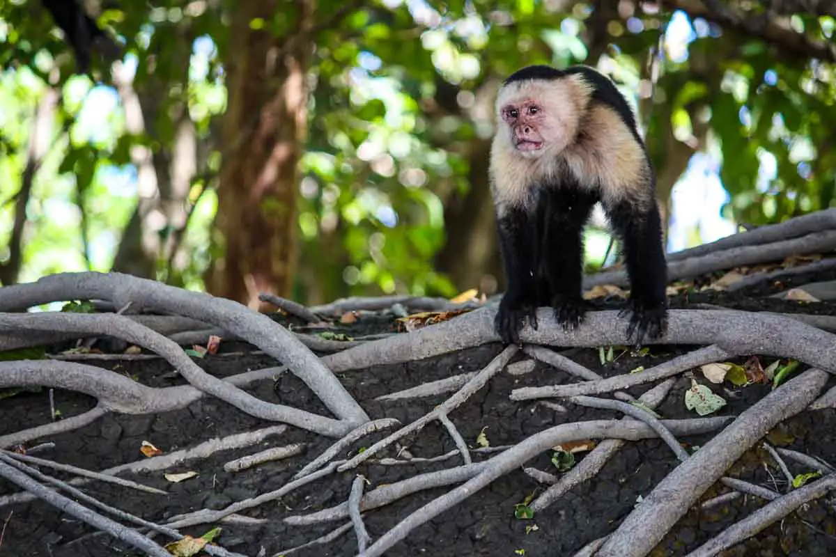 Capuchin monkey in Costa Rica