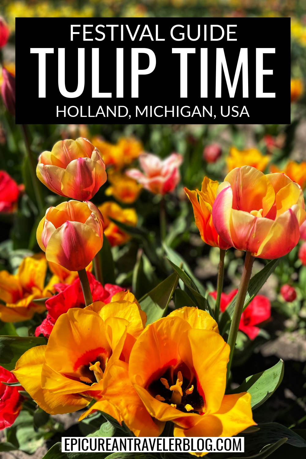 Festival Guide Tulip Time Holland, Michigan The Epicurean Traveler