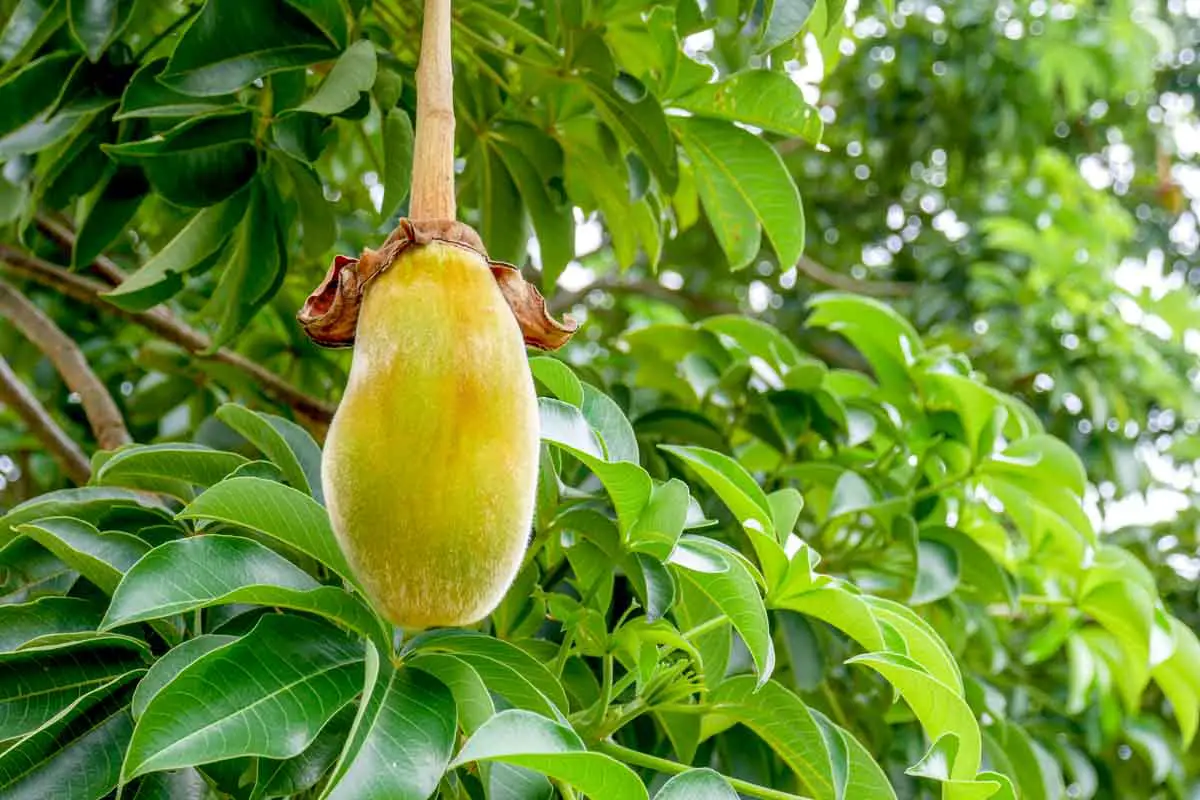 African baobab fruit, also called Monkey Bread, hanging from a Baobab Tree, also known as the Tree of Life