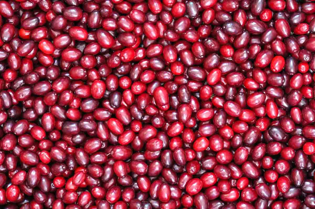 Close-up of ripe red cornelian cherries
