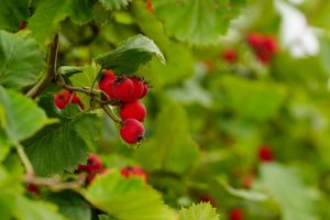 Mayhaw berries