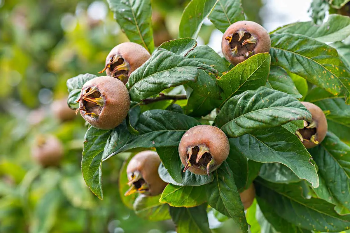 Medlar fruit hangs on a tree