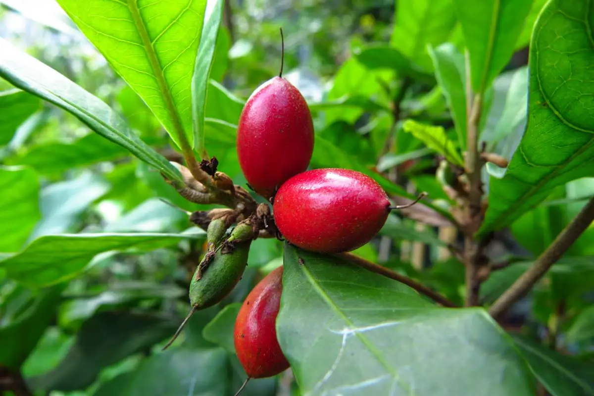 Miracle fruit