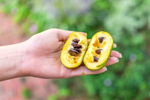 A sliced open pawpaw, also called a custard apple, is held in a hand