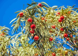 Desert quandongs in Curtin Springs, Northern Territory, Australia