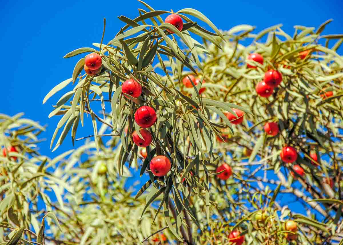 Desert quandongs in Curtin Springs, Northern Territory, Australia