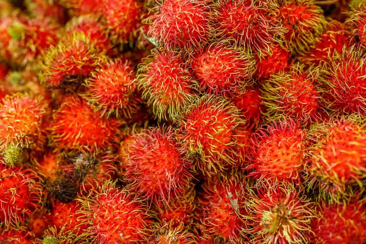 Rambutan, an exotic "hairy" fruit native to Asia that shares some similarities with lychee