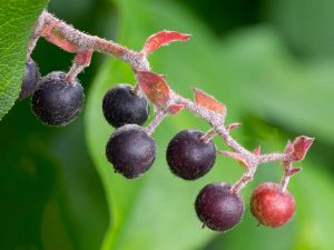 Salal berries
