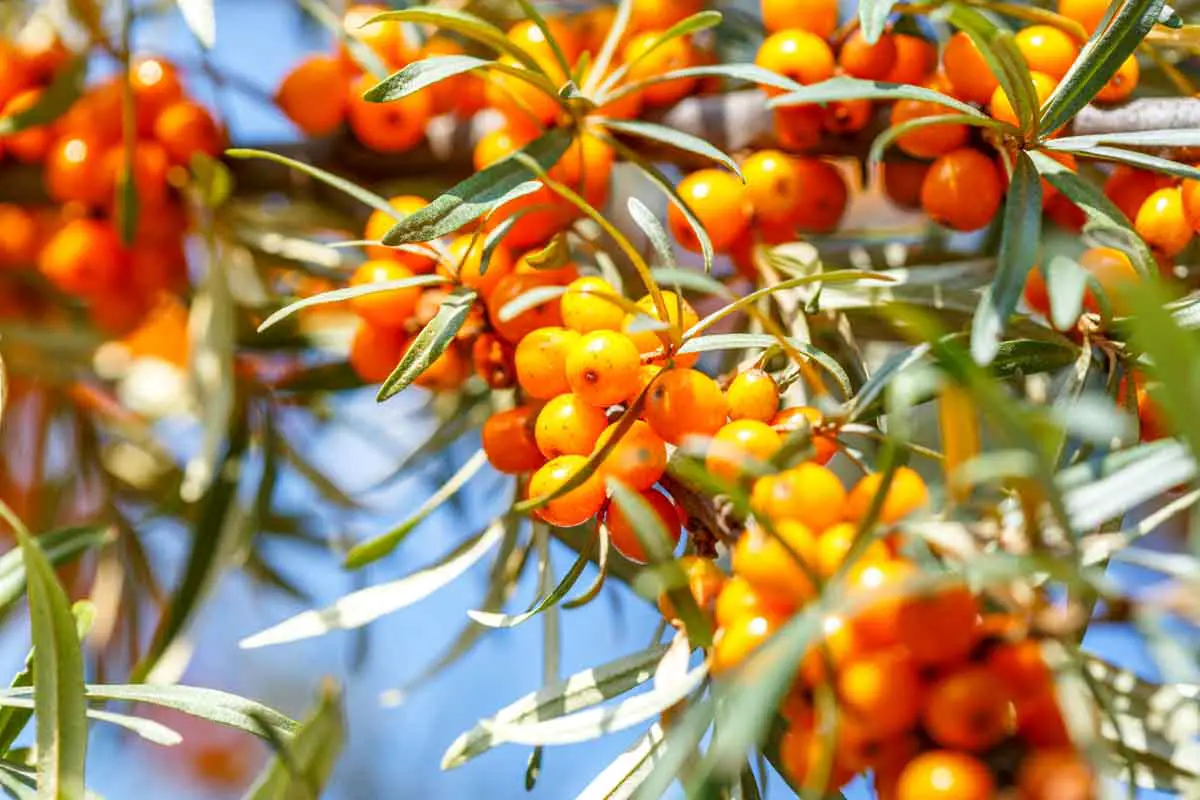 Closeup of ripe sea buckthorn berries on a branch