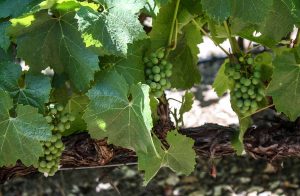 Grapes on the vine at Silverado Vineyards in Napa Valley, California, USA