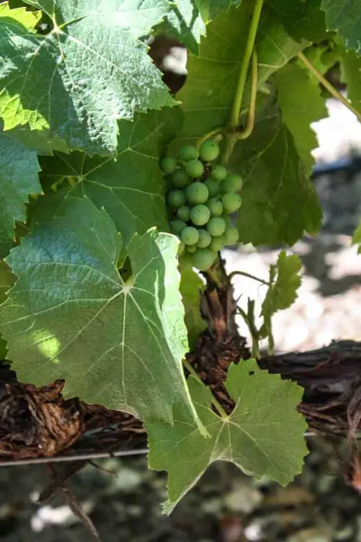Grapes on the vine at Silverado Vineyards in Napa Valley, California, USA