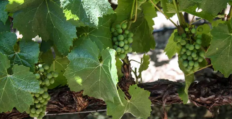 Grapes on the vine at Silverado Vineyards in Napa Valley, California, USA