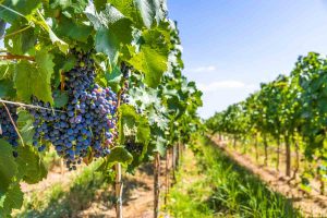 Bunches of red-wine grapes hang from grape vines in a vineyard in Mendoza, Argentina, on a sunny day
