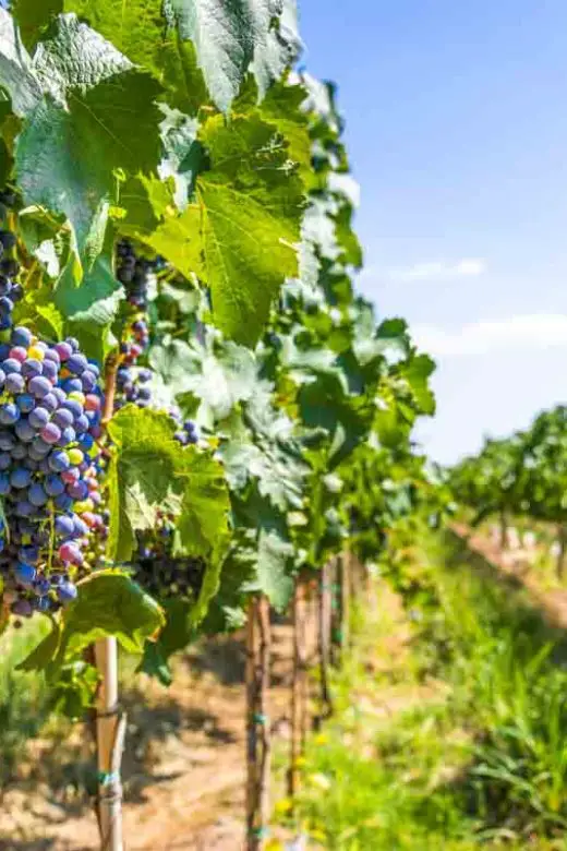 Bunches of red-wine grapes hang from grape vines in a vineyard in Mendoza, Argentina, on a sunny day