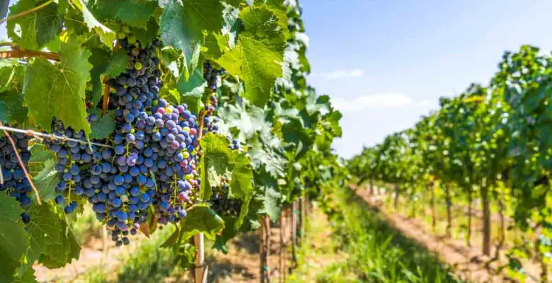 Bunches of red-wine grapes hang from grape vines in a vineyard in Mendoza, Argentina, on a sunny day