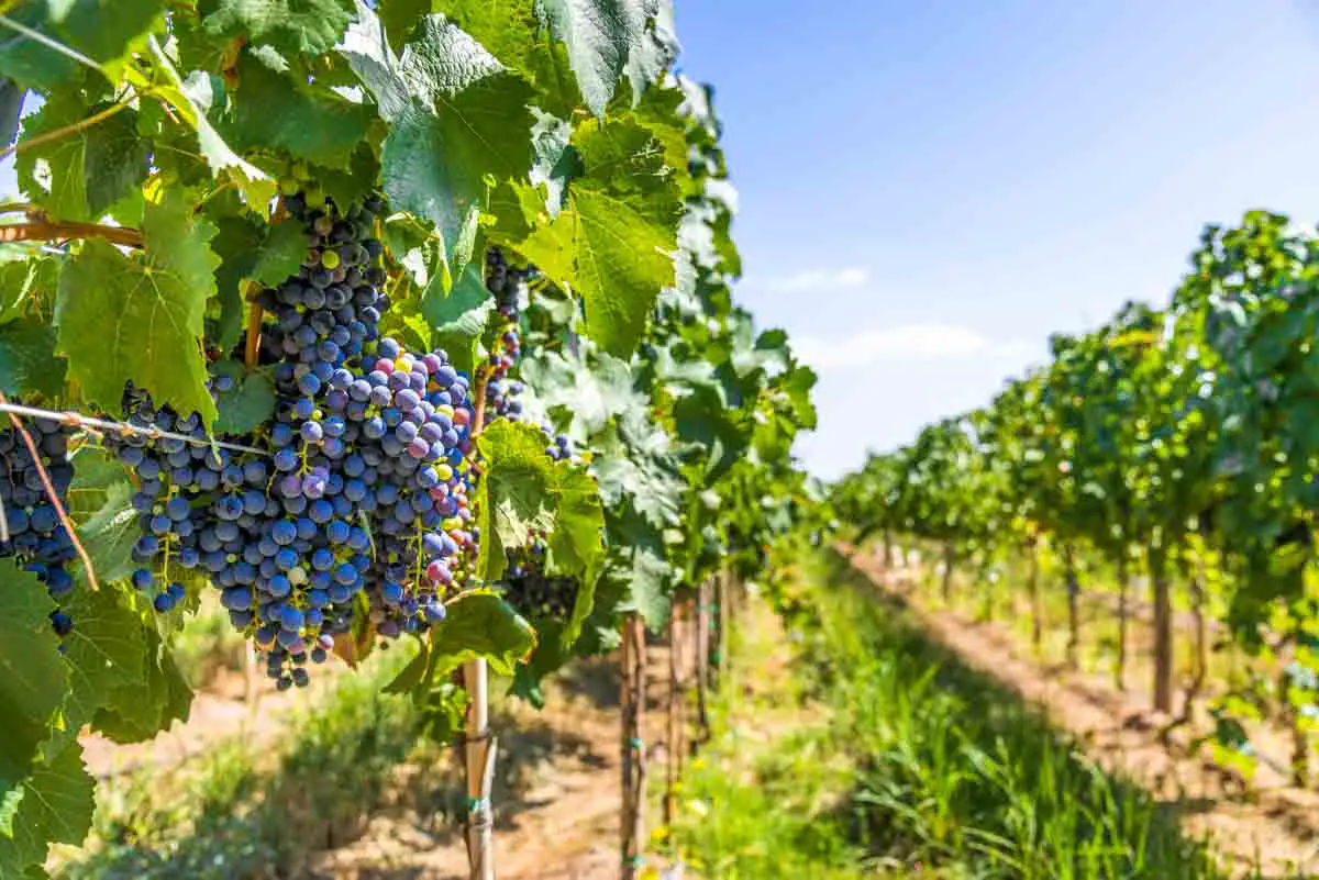 Bunches of red-wine grapes hang from grape vines in a vineyard in Mendoza, Argentina, on a sunny day