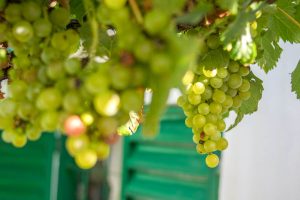 Grapes hanging on vine in Capilla del Monte, Córdoba, Argentina